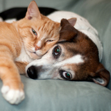 East Bend Animal Hospital, Bend