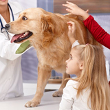 East Bend Animal Hospital, Bend