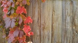  New Album of PMC Fence Staining 1403 Woodridge Cir - Photo 2 of 4