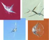 First Choice Windshield Repair, Mission Viejo