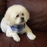  Profile Photos of Little Paws Bed and Bath, Inc 312 Wareham St - Photo 1 of 1