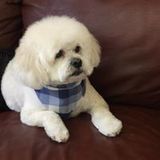 Little Paws Bed and Bath, Inc, Middleborough