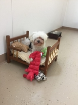 Little Paws Bed and Bath, Inc, Middleborough