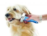 Cumberland Pet Grooming, Cookeville