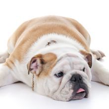  Profile Photos of Bully Zone Pet Supplies & Pet Grooming 1409 McCarter Hwy - Photo 5 of 5