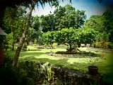 Garden - Talisay Tree        Nypa Style Resort Camiguin Purok-4, Bug-ong 