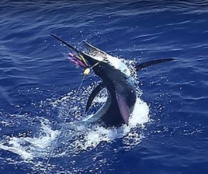  Profile Photos of Camelot Kona Fishing Charters 74-381 Kealakehe Pkwy - Photo 1 of 1