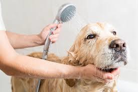  Profile Photos of Off-Leash K9 Training London Ltd Flat 3, 41 Chiswick High Road - Photo 1 of 1