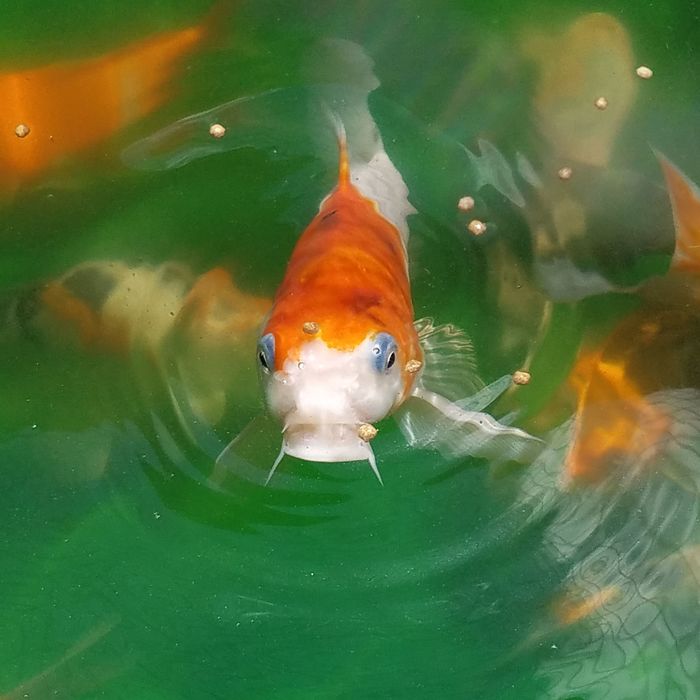  New Album of Personal Touch The Fish Superstore 118 Needham Pl - Photo 1 of 5