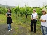 Winery tour on Vesuvius during our Amalfi Coast Tour http://www.ipswichtours.com/amalfi_walking.html, Olde Ipswich Tours, Ipswich