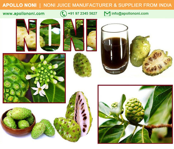 BENEFITS OF REGULAR USE OF APOLLO NONI JUICE<br />
<br />
noni, juice, noni juice, benefit, benefits, noni juice benefits, noni juice benefit, noni benefits, noni benefit, usage, use, usage of noni juice, noni juice dosage, dose of noni juice, apollo, apollo noni, Noni-Juice-India-Products | Noni Benefits | Noni Juice Manufacturer and Suppliers of Noni Juice - Noni Drink Manufacturer, Exporter, Bulk Supplier from India 410, Venus Amadeus, Opp. Gold Coin Complex, Jodhpur Cross Road, Satellite - Photo 21 of 27 BENEFITS OF REGULAR USE OF APOLLO NONI JUICE<br />
<br />
noni, juice, noni juice, benefit, benefits, noni juice benefits, noni juice benefit, noni benefits, noni benefit, usage, use, usage of noni juice, noni juice dosage, dose of noni juice, apollo, apollo noni, Noni-Juice-India-Products | Noni Benefits | Noni Juice Manufacturer and Suppliers of Noni Juice - Noni Drink Manufacturer, Exporter, Bulk Supplier from India 410, Venus Amadeus, Opp. Gold Coin Complex, Jodhpur Cross Road, Satellite - Photo 21 of 27