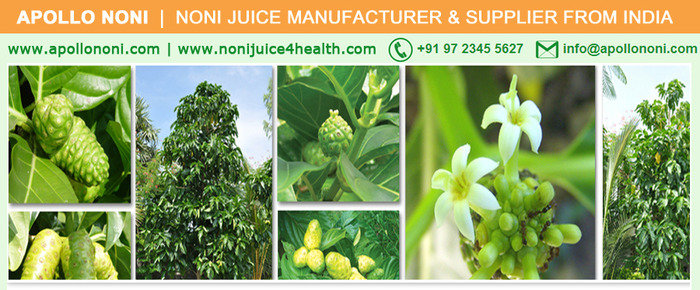  Noni-Juice-India-Products | Noni Benefits | Noni Juice Manufacturer and Suppliers of Noni Juice - Noni Drink Manufacturer, Exporter, Bulk Supplier from India 410, Venus Amadeus, Opp. Gold Coin Complex, Jodhpur Cross Road, Satellite - Photo 6 of 27