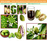 BENEFITS OF REGULAR USE OF APOLLO NONI JUICE<br />
<br />
noni, juice, noni juice, benefit, benefits, noni juice benefits, noni juice benefit, noni benefits, noni benefit, usage, use, usage of noni juice, noni juice dosage, dose of noni juice, apollo, apollo noni,  Noni Juice - Noni Drink Manufacturer, Exporter, Bulk Supplier from India 410, Venus Amadeus, Opp. Gold Coin Complex, Jodhpur Cross Road, Satellite 
