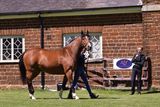 Horse Boarding Services In Milton Keynes, UK, Woburn