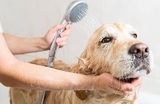 Professional Pet Grooming Salon, Yonkers
