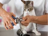 Professional Pet Grooming Salon, Yonkers