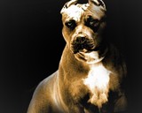 Dog Bite Lawyer Linwood NJ, Law Office of David J. Cowhey, Linwood