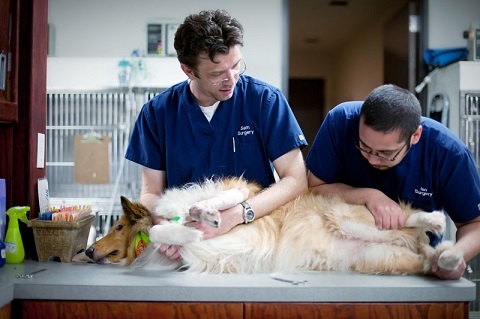  New Album of Central Texas Veterinary Specialty & Emergency Hospital 301 Chisholm Trail - Photo 2 of 9