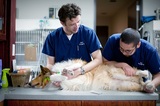  Central Texas Veterinary Specialty & Emergency Hospital 301 Chisholm Trail 