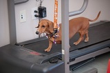  Central Texas Veterinary Specialty & Emergency Hospital 301 Chisholm Trail 