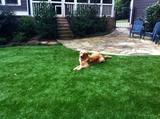 Top Dog Pet Turf, St. Louis