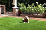 Top Dog Pet Turf, St. Louis