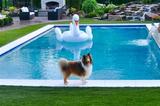 Top Dog Pet Turf, St. Louis