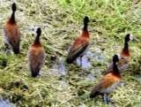             A Whisper in the Reeds $ 20.00 Includes Postage                    Whisper from the Heart Poetry Club (Poetry Galore) Camborne Street 