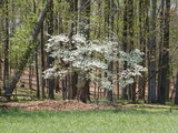                                , Milton Fields, Milton