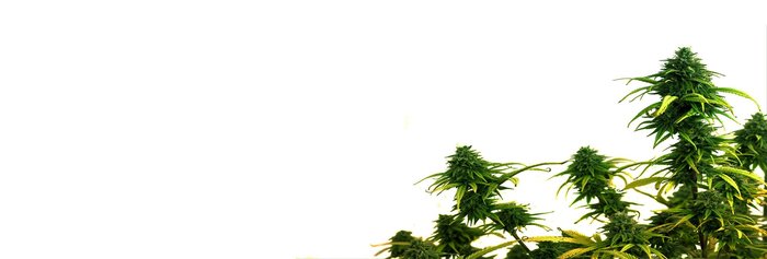  Profile Photos of Mmj Show 3651 S Lindell Rd Ste D - Photo 3 of 3