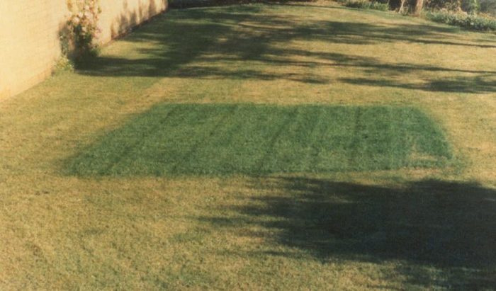  New Album of Trees Hurt Too, Inc 1200 Colorado Lane - Photo 6 of 10