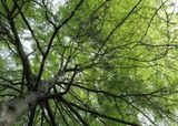  Trees Hurt Too, Inc 1200 Colorado Lane 