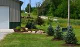 Landscaped barn (pine trees, flower bed), B&L Yard Smith, Seville