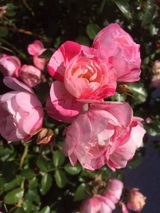  R&S Landscaping 27 Greenwood Avenue 