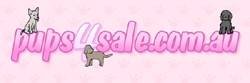 www.pups4sale.com.au puppy classifieds Profile Photos of Puppy Dog Pty Ltd NA - Photo 1 of 1