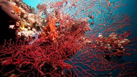  Profile Photos of Wellbeach Dive Resort Maluay - Photo 2 of 6