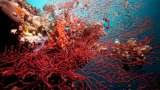  Wellbeach Dive Resort Maluay 