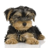 Barkers Dog Grooming Auckland, Henderson,