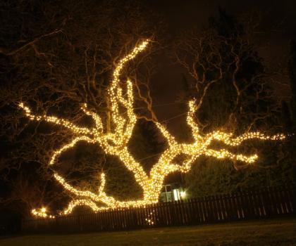  Profile Photos of Light Right - Christmas Light Installations 798 Lampson St - Photo 2 of 4