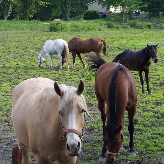  Profile Photos of The Riding Stable LLC 67577 Lake Trail - Photo 5 of 5