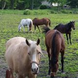The Riding Stable LLC, Lakeville
