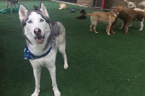  New Album of The Den Doggy Daycare 5325 Harvester Road - Photo 2 of 4
