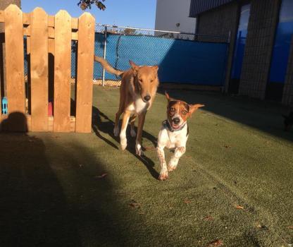  New Album of The Den Doggy Daycare 5325 Harvester Road - Photo 3 of 4