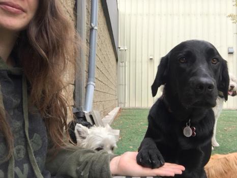  New Album of The Den Doggy Daycare 5325 Harvester Road - Photo 4 of 4