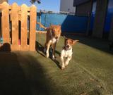The Den Doggy Daycare, Burlington