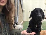 The Den Doggy Daycare, Burlington