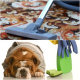 Got Cleaner LLC, Hyattsville
