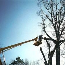  Profile Photos of Del's Tree Service 9912 W 65th Dr - Photo 1 of 2