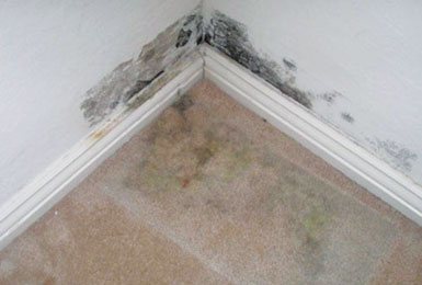  Profile Photos of Carpet Cleaning Brisbane Queen Street - Photo 7 of 14