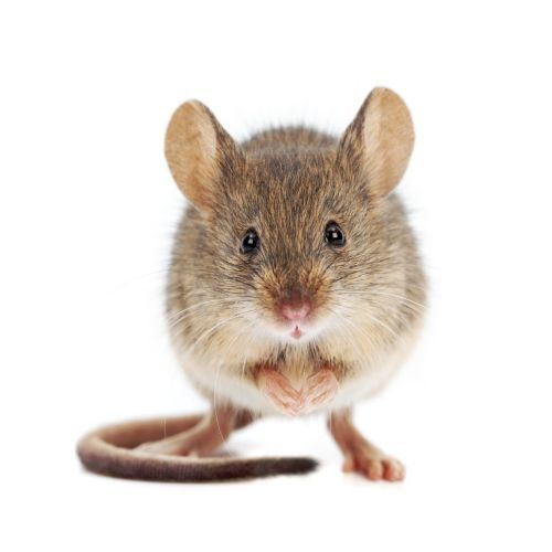  Profile Photos of Budget Pest Control, Inc. 548 East 61st Street - Photo 1 of 12